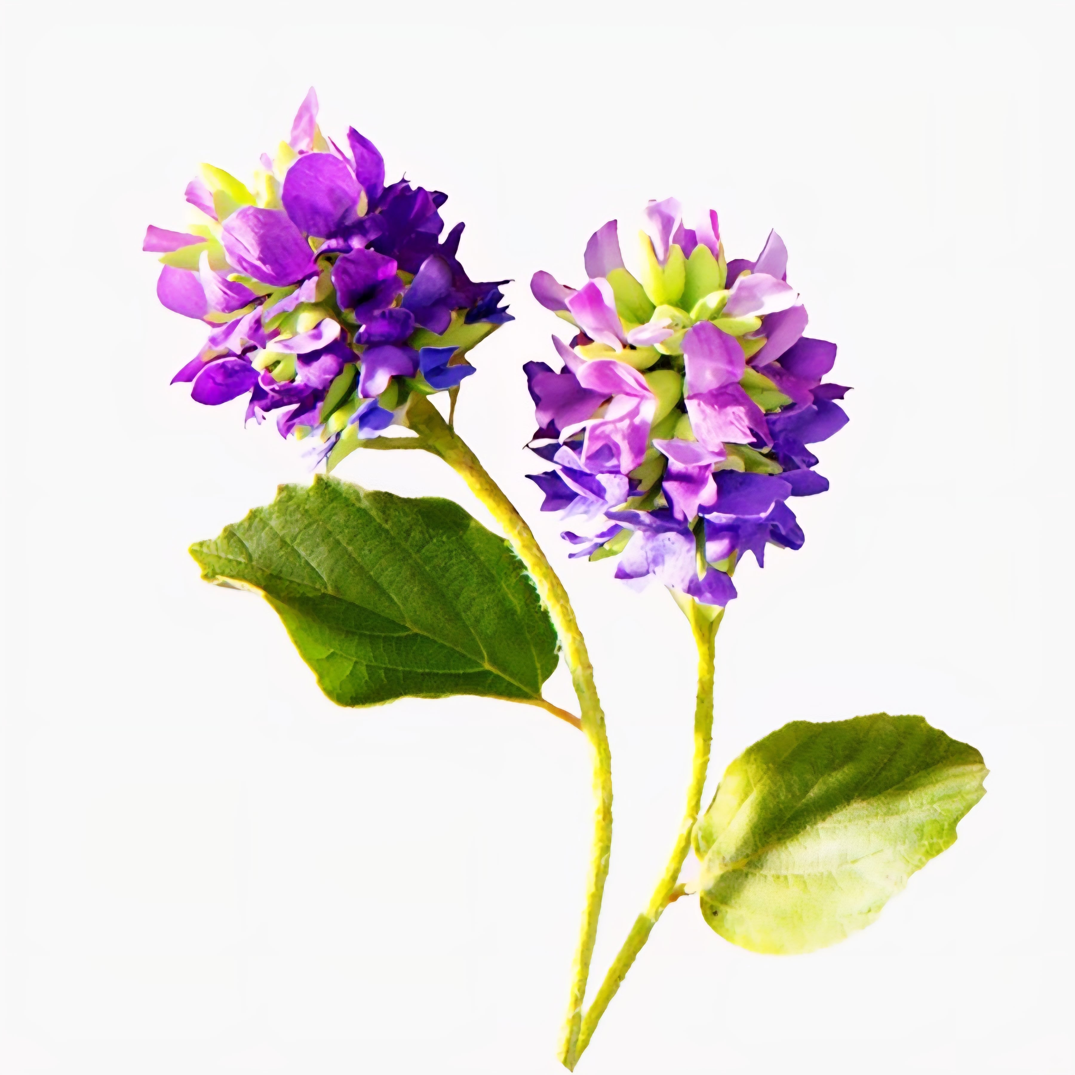 The Science of Bakuchiol