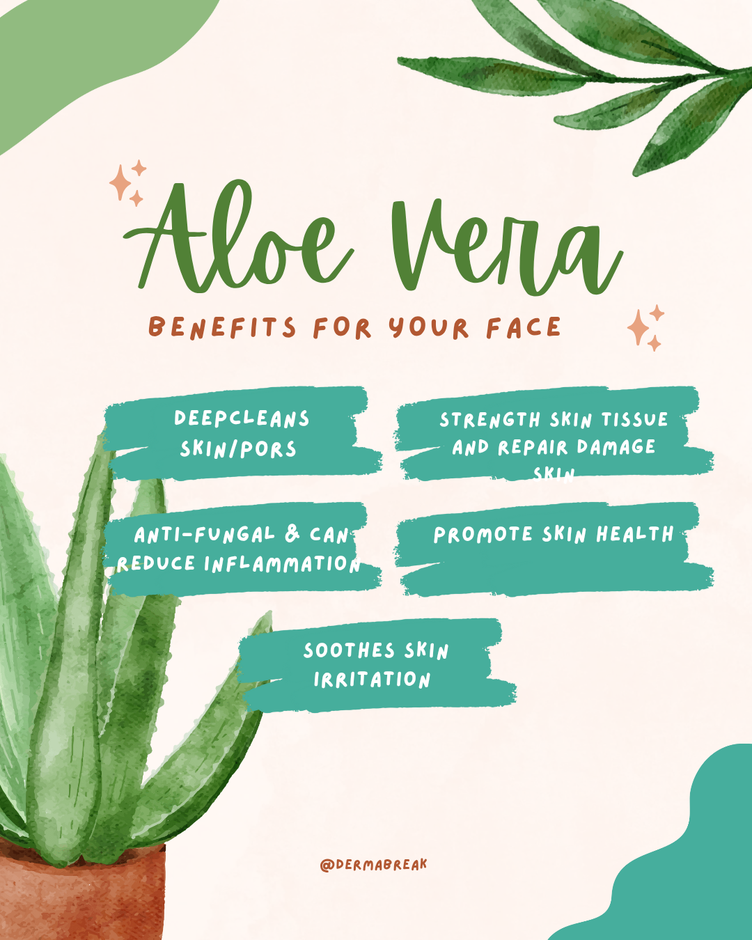 Aloe Vera: Beyond the Sunburn — Supporting Skin Recovery and Radiance